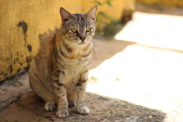 Obraz premium Cat outside the house blur sun