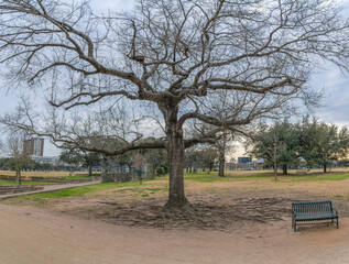 Tall tree with leafless branches at a park with pathways and bench for visitors