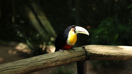 Little toucan