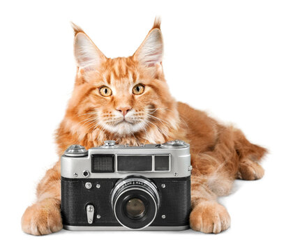Adorable red cat isolated with camera on light background