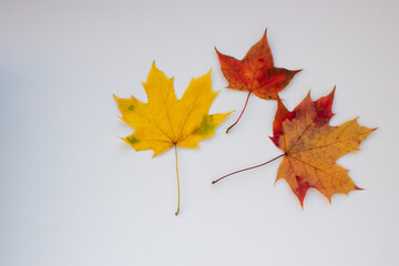 Autumn maple leaf on white background. Yellow and red leaves. Top view, copy space.