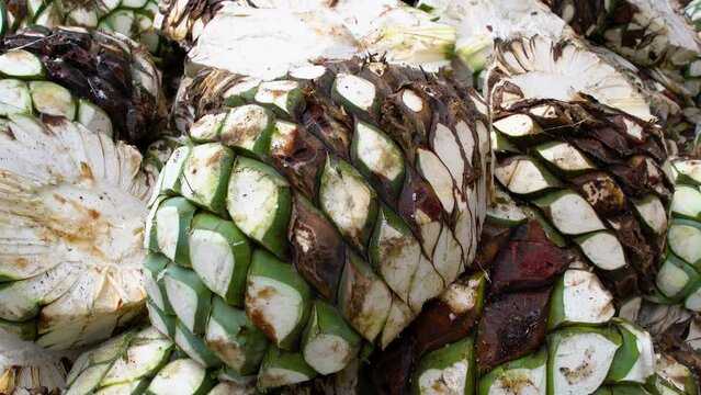 Green agave ready to be cooked and made into tequila
