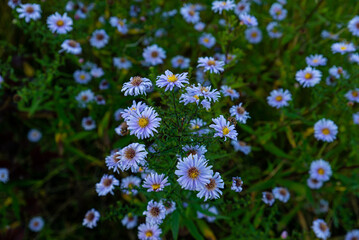 Aster dumosus Blue Lagoon ( pillows Aster ). Blue cushion asters bloom in garden.