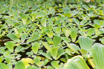 Green leaves of Pistia in a pond in the greenhouse of the botanical garden. Rosettes of green leaves. Reflection in water. Lots of plants on the surface of the water.