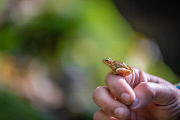 Nahaufnahme von einem Frosch auf einer Hand mit bokeh im Hintergrund