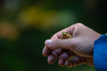 Nahaufnahme von einem Frosch auf einer Hand mit bokeh im Hintergrund