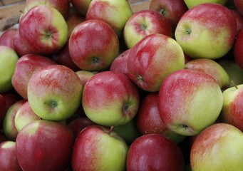 multicolor various apples as tasty and wholesome vegetarian food