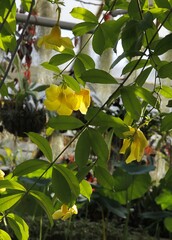 pretty yellow flowers of climbing plant Allamanda Catnartica-Apocynaceae family