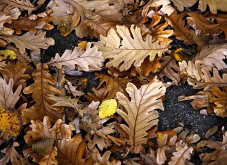 yellow,dry,fallen leaves of Quercus Conferta tree at autumn in park