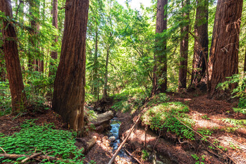 stream in redwood forest, California