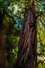 redwood tree in forest