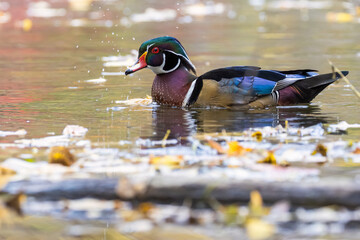 Drake wood duck in autumn