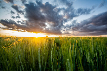 Barley at Sunset