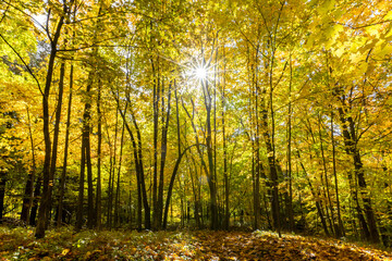 Autumn in Mont-Saint-Bruno National Park, Canada