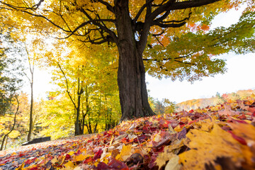 Naklejka na ściany i meble Autumn in Mont-Saint-Bruno National Park, Canada