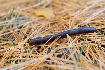 American giant millipede (Narceus americanus)