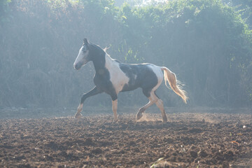 Obraz na płótnie Canvas marwari grey piebald colt running at freedom in contrary light at morning . India