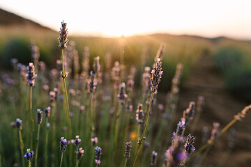 Lavender at sunset