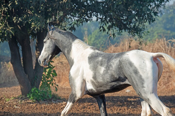 marwari grey piebald colt  running at freedom at morning.  India. close up