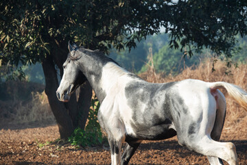 Obraz premium marwari grey piebald colt running at freedom at morning. India. close up
