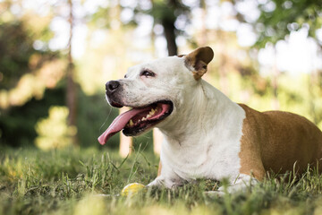 Dog with licking tongue. Happy dog playing and resting at the Park in the perfect sunny day