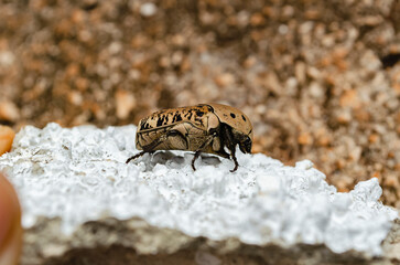 The Side of the Gymnetis Lanius On Concrete