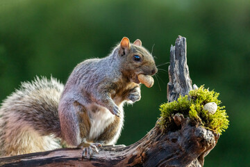 eastern gray squirrel (Sciurus carolinensis)