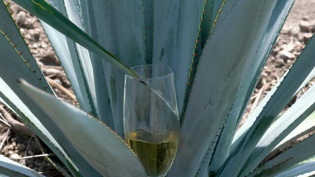Serving tequila from an agave stalk in a glass cup