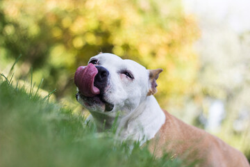 Dog with licking tongue. Happy dog playing and resting at the Park in the perfect sunny day
