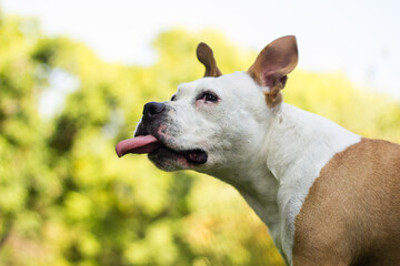 Dog with licking tongue. Happy dog playing and resting at the Park in the perfect sunny day