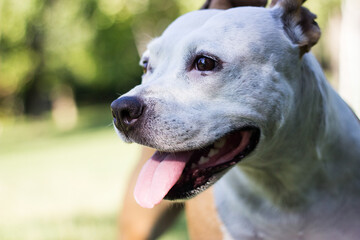 Dog with licking tongue. Happy dog playing and resting at the Park in the perfect sunny day