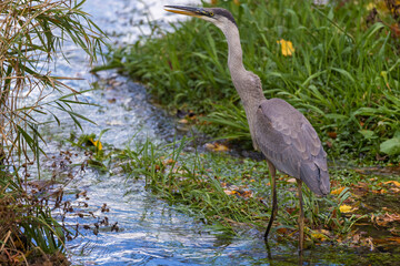 great blue heron (Ardea herodias) fishing
