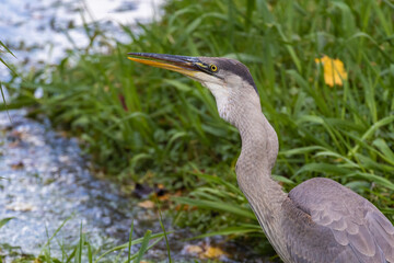 great blue heron (Ardea herodias) fishing