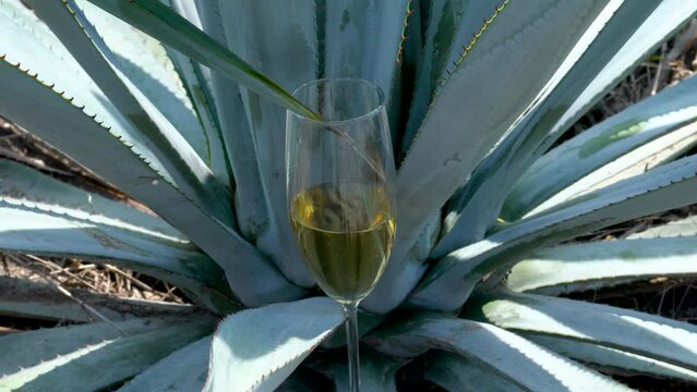 Serving tequila from an agave stalk in a glass cup