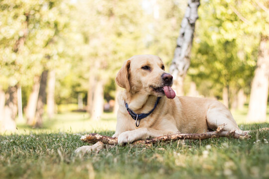Smiling labrador dog in the city park portrait