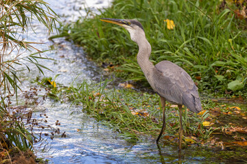 great blue heron (Ardea herodias) fishing