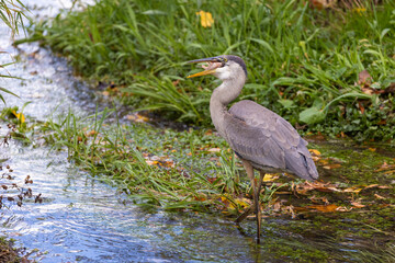 great blue heron (Ardea herodias) fishing