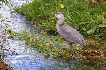 great blue heron (Ardea herodias) fishing