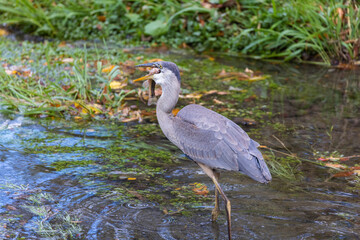 great blue heron (Ardea herodias) fishing