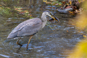 great blue heron (Ardea herodias) fishing