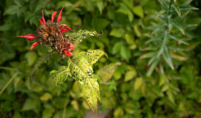 A red garden flower eaten by beetles and caterpillars. Pest-eaten green leaves in the garden.Fight against harmful insects in the park.The invasion of locusts.
