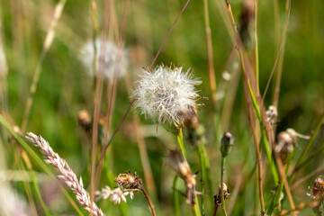 Wild meadow dandelion in the grass in July