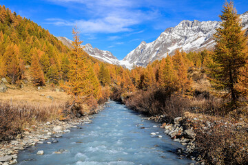 Fototapeta na wymiar Lonza river in Lötschental valley, surrounded by autumnal larch trees with the Long Glacier st the background, Canton of Valais, Switzerland