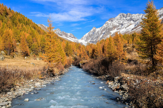 Lonza river in L&ouml;tschental valley, surrounded by autumnal larch trees with the Long Glacier st the background, Canton of Valais, Switzerland