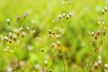 Flower Blossom Among Grass