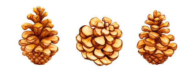 Set of pine cones. Watercolor elements for the design of cards, logos, invitations, stationery, print, fabric. Botanical illustration..