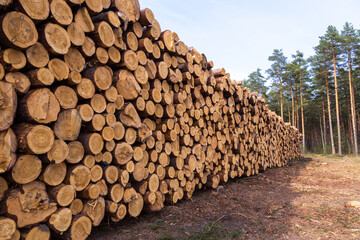 Deforestation, forest destruction. Timber, firewood background texture. Pile, stack of many sawn...