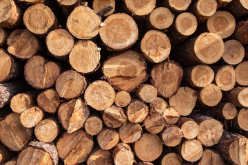 Lumber wood, firewood. Sawn cut trees, logs close up background texture. Timber harvesting. Deforestation, forest destruction