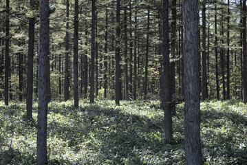 A forest that seems to suck you in