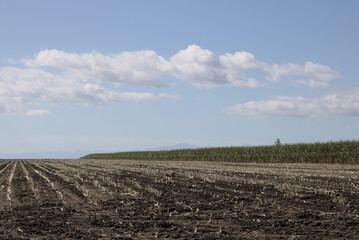 vast corn field